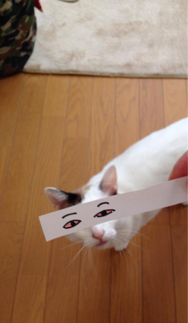 Новый японский тренд — котомонтаж.