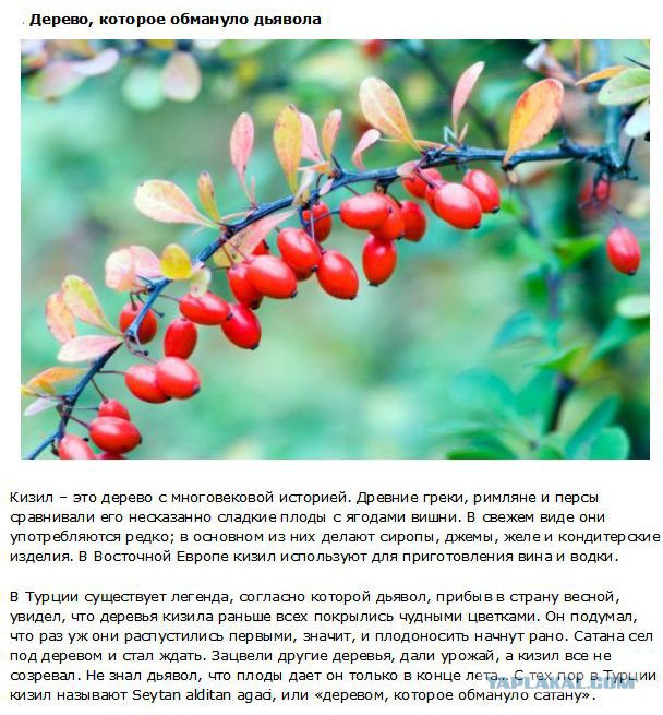 20 фактов обо всем