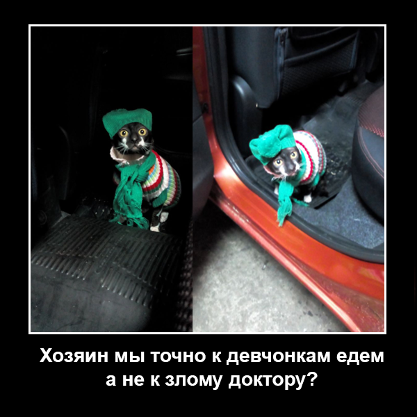 Котовторник