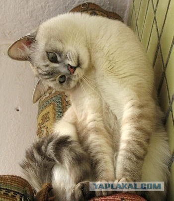 Котовторник