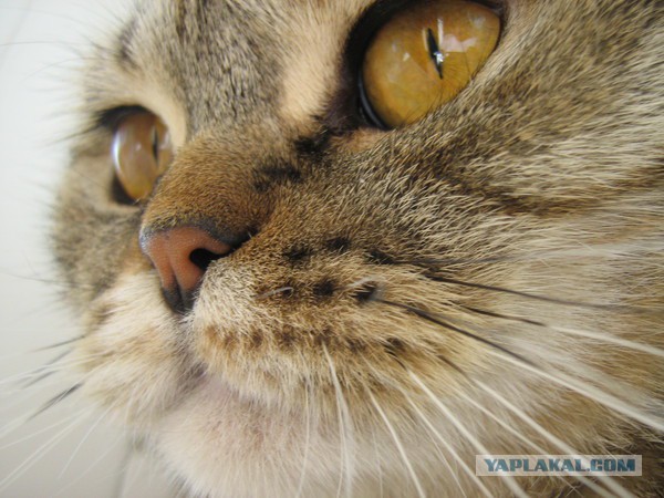 Котовторник 20.10.2015