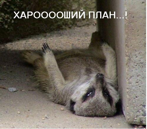 ГРЫЗУНЫ. Мыши, крысы, хомячки и т.д.