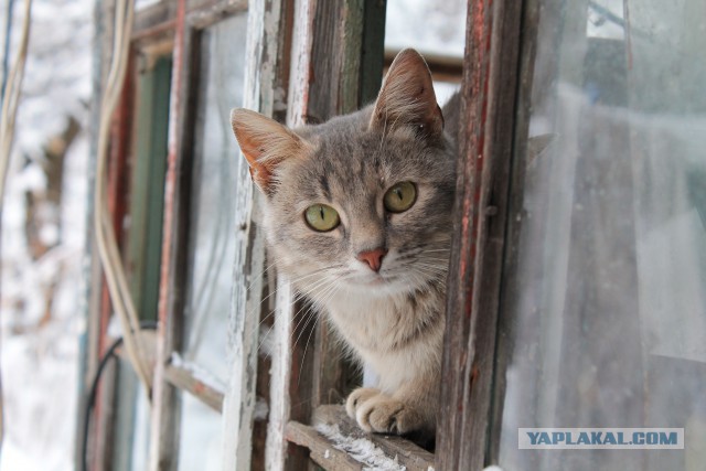 Пост невероятной кошачьей красоты. 25 фот.