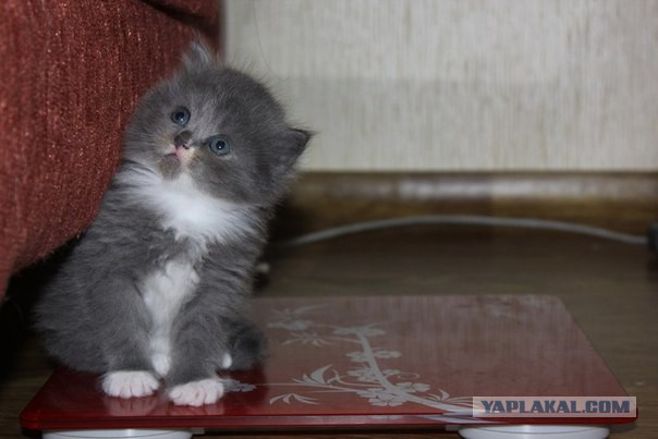 Новогодний котовторник,05.01.16.