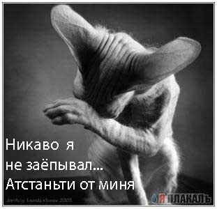 Коты, кошки, котята