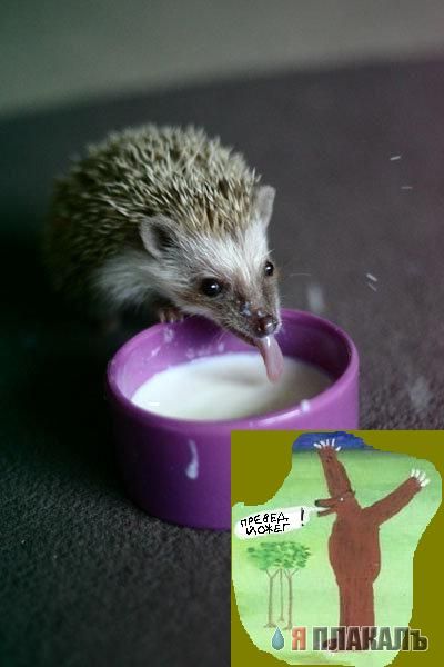 Превед медвед!
