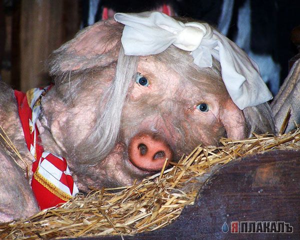 ХРЮШКИ. Уголок Пятачка, кабаны, свиньи