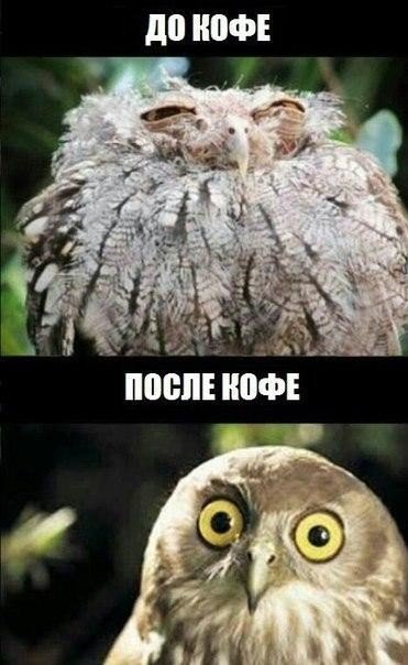 Мохнатые беспредельщики
