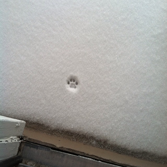 Собачка увидела снежок первый раз