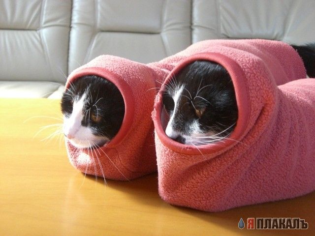Коты, кошки, котята