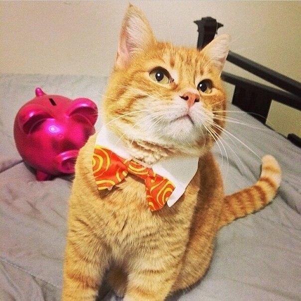 Коты из сети