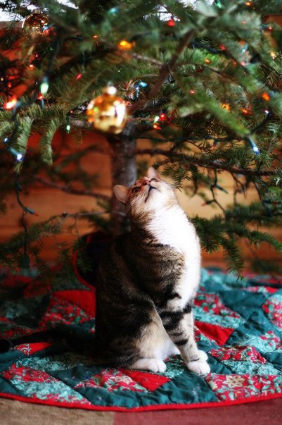 Коты из сети