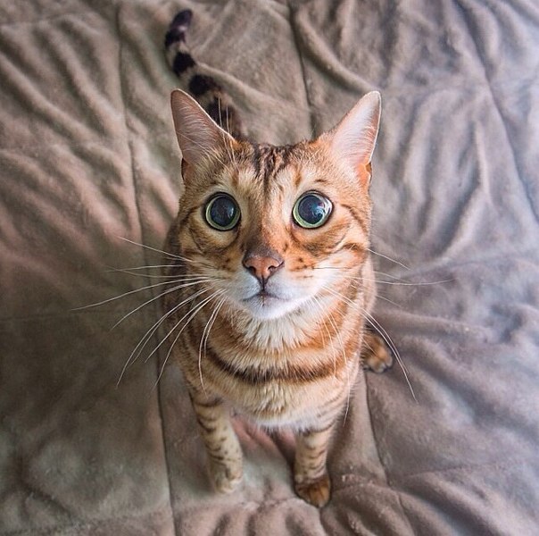 Коты из сети