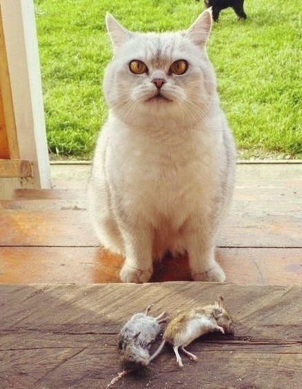 Коты из сети