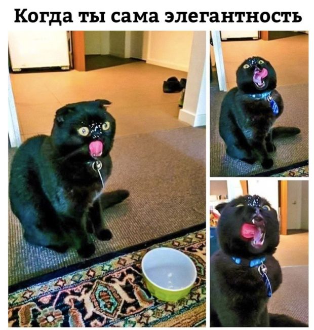 Фотобомбы котов