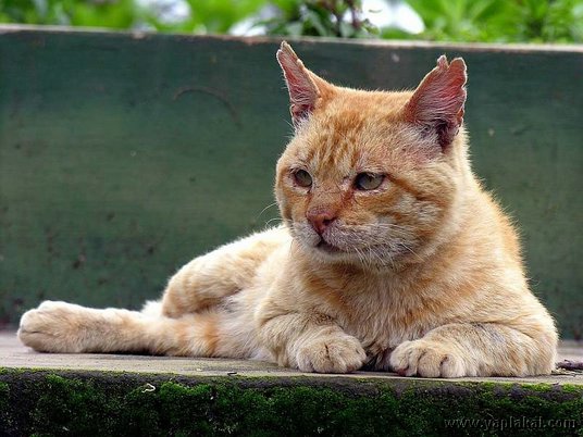 Прикольные коты на среду! ОЧЕНЬ МНОГО!