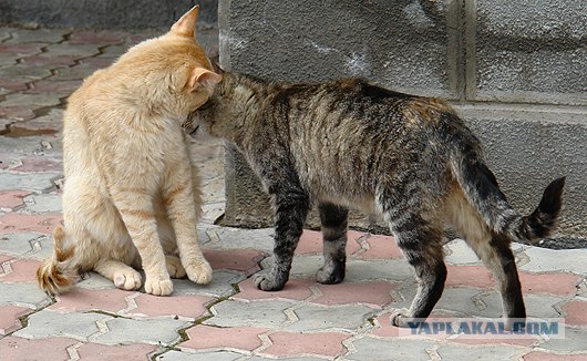 Ура, котовторник! (01.07.2008)