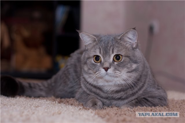Котовторник 06.09.11