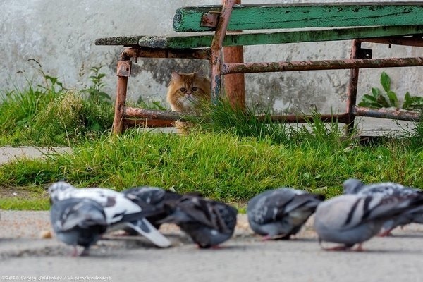 Живность из сети