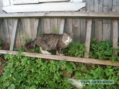 Котовторник  16.10.12