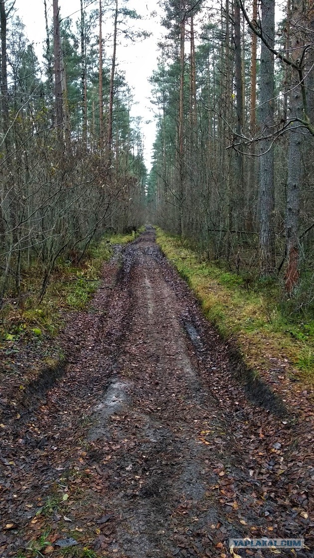 Каземат в весеннем лесу