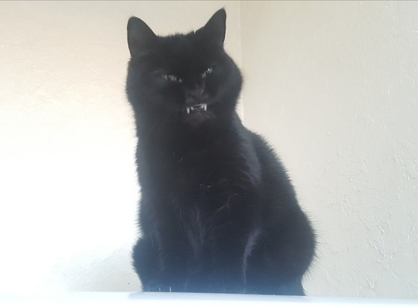 Paзнoвиднocти тьмы