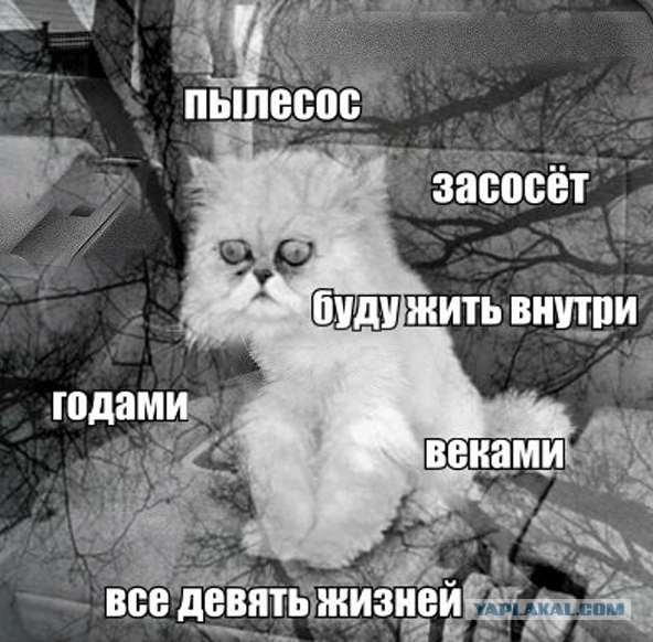 Две миски корма этому господину!