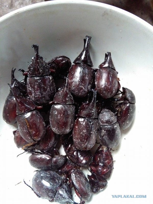 Десять самых отвратительных продуктов, которые едят люди ‒ гастрономический мазохизм