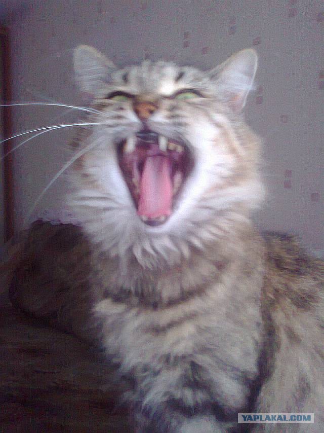 Ну блин, и так сёдня весь сонный хожу..