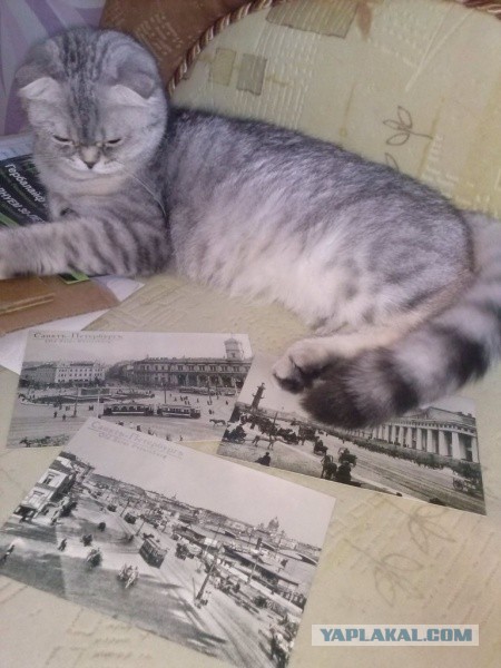 Котовторник  07.05.2013