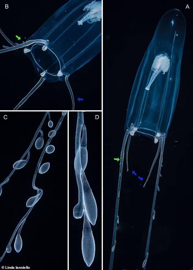 Ученые обнаружили в водах Флориды новый вид гигантских медуз