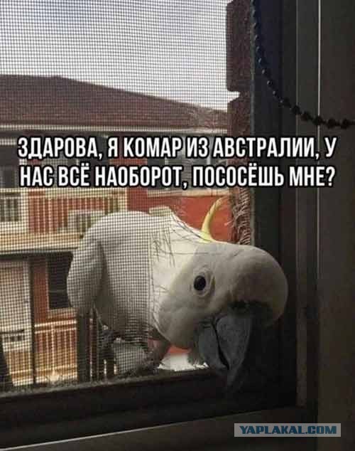 Вот вам результат уборки в Австралии