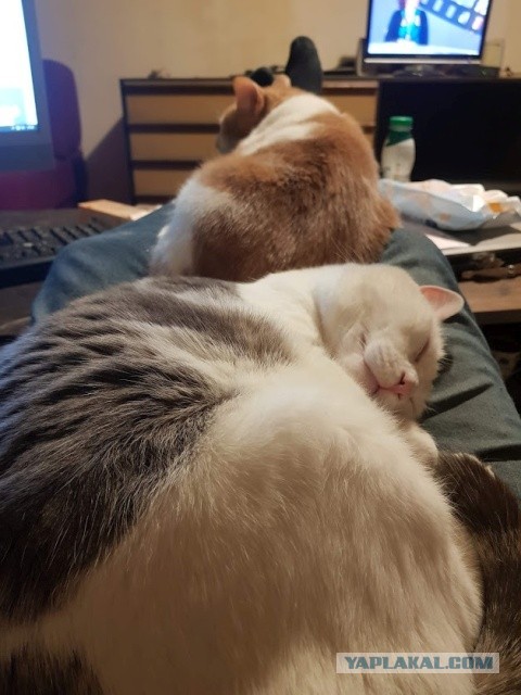 Наши коты
