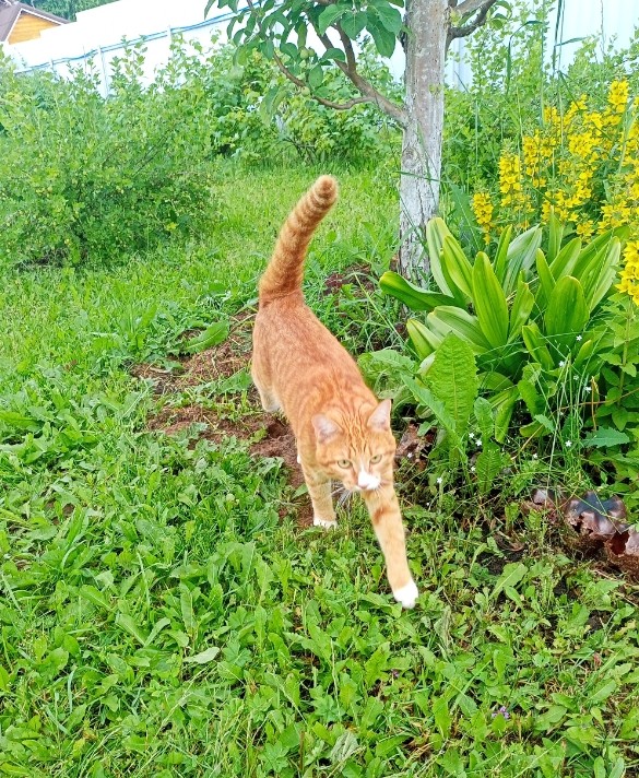 Котовторник#