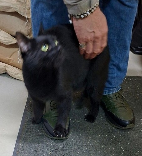 Знакомьтесь, коллеги - Кот Батат!