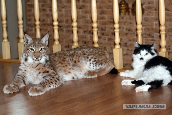 Самые крупные коты