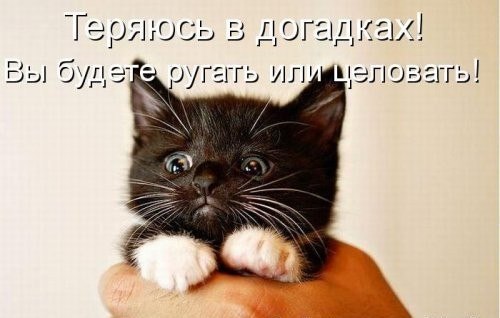 25 котофотоприколов.