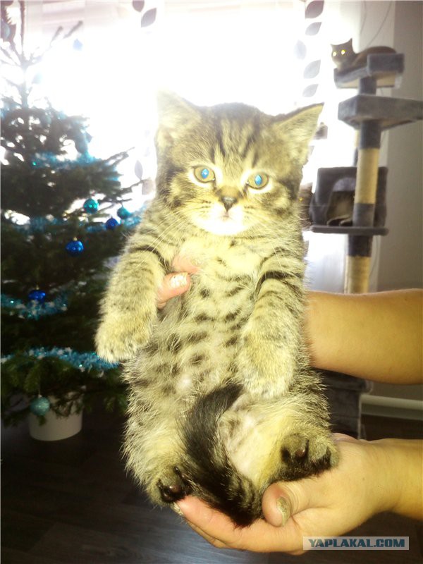 Коты, они - как люди!