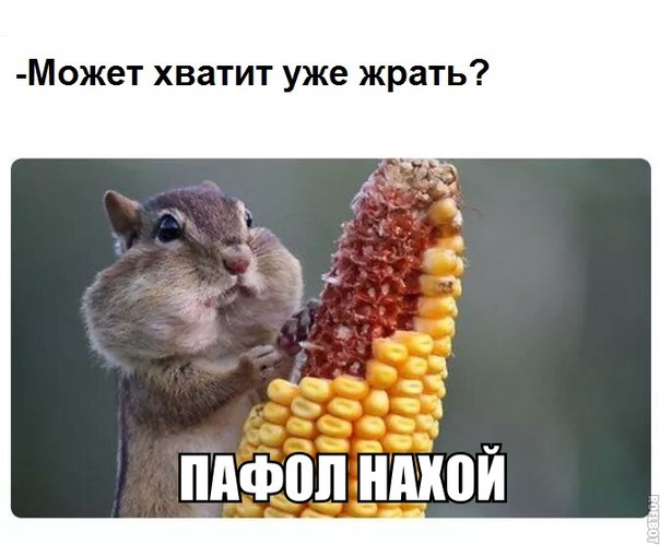 Мохнатые беспредельщики