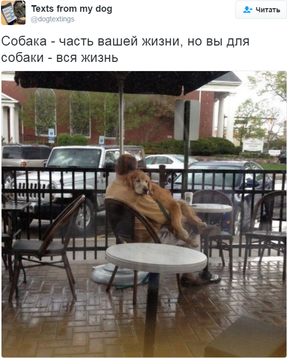 Лучшие твиты про собак за 2016 год