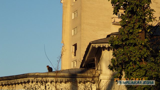 Котовторник 07.03.2017