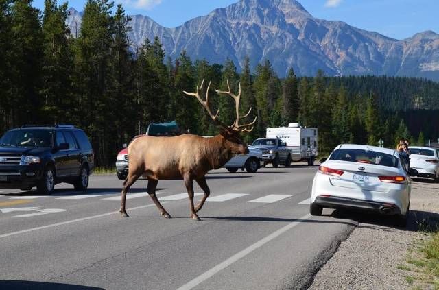 Живность из сети