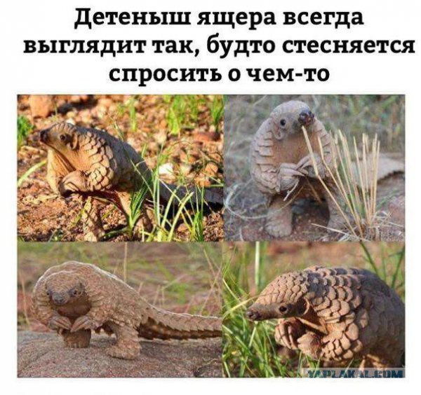 Приколы в стиле "регресс"