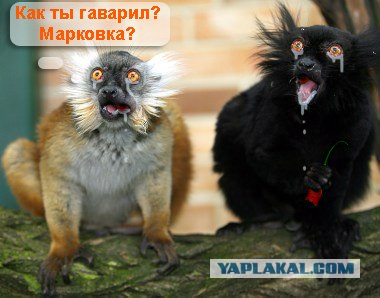 Лемуры в шоке
