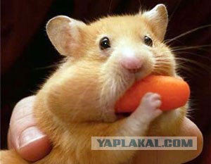 Спалили хомяка!