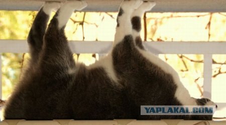 Котовторник 15.02.2011