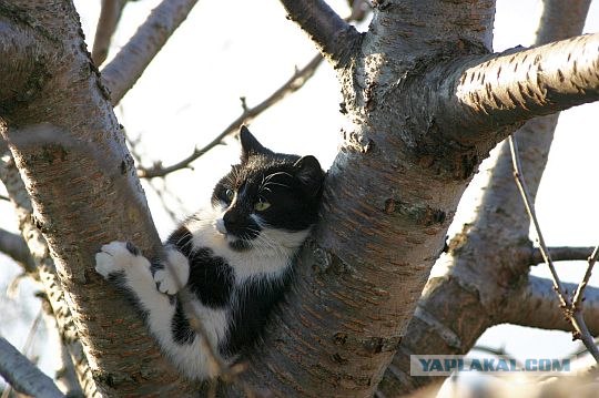 Кошачий март