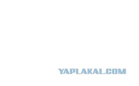 Такса по прозвищу "Зверь"