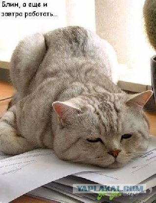 Топ 10 самых трудолюбивых животных