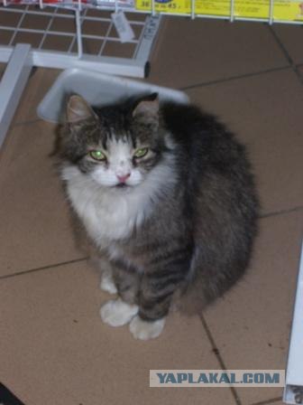 Котовторник так котовторник!